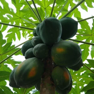 apaya Plant تحمل ثمار البابايا على الشجرة