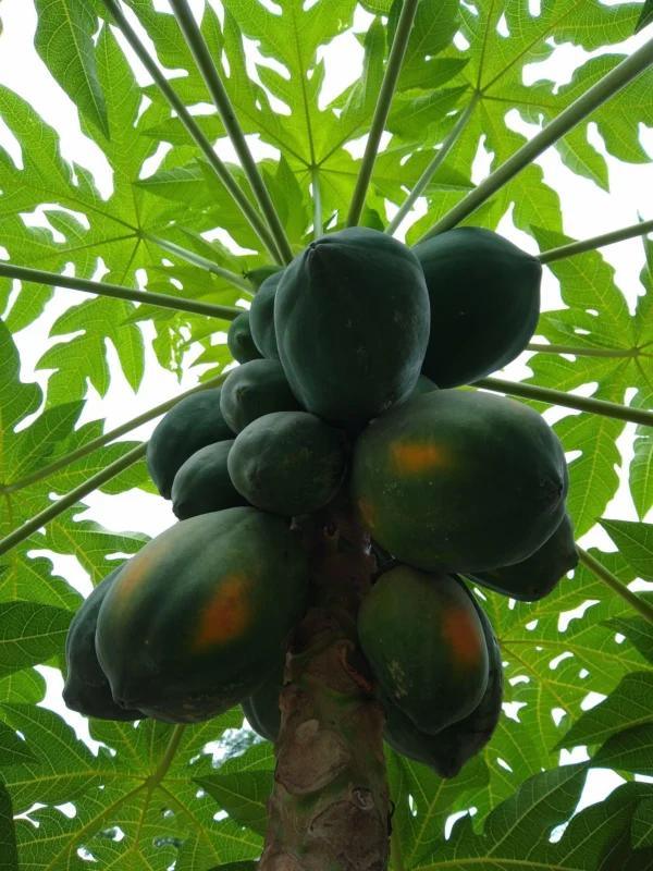 apaya Plant تحمل ثمار البابايا على الشجرة