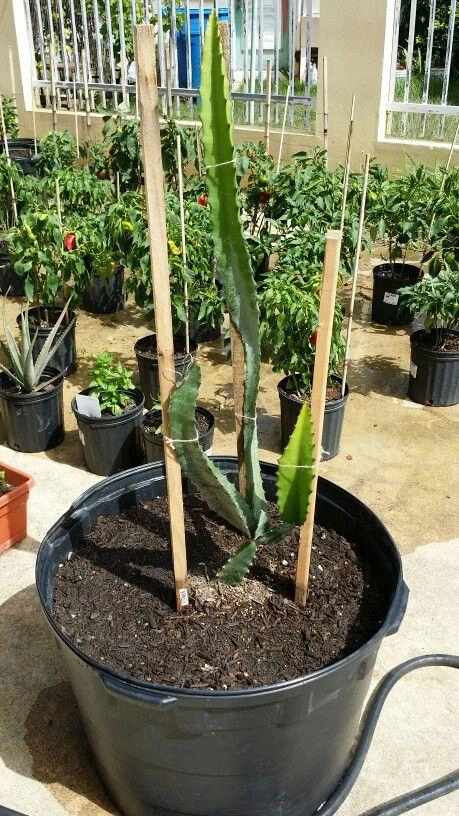 شتلة دراجون فروت في أصيص جاهزة للزراعة