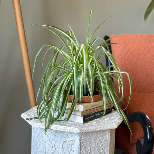 نبات Spider Plant داخل حمام بإضاءة طبيعية