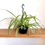 Spider Plant في سلة معلقة داخل المنزل