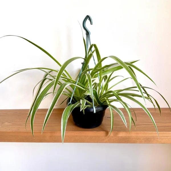 Spider Plant في سلة معلقة داخل المنزل Spider Plant في سلة معلقة داخل المنزل