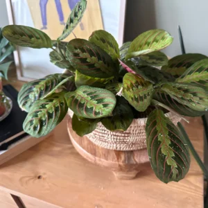 نبات Maranta داخل المنزل بإضاءة طبيعية