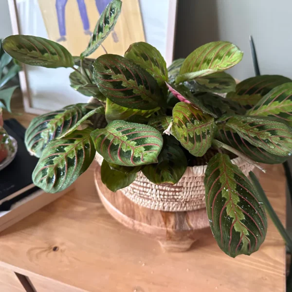نبات Maranta داخل المنزل بإضاءة طبيعية