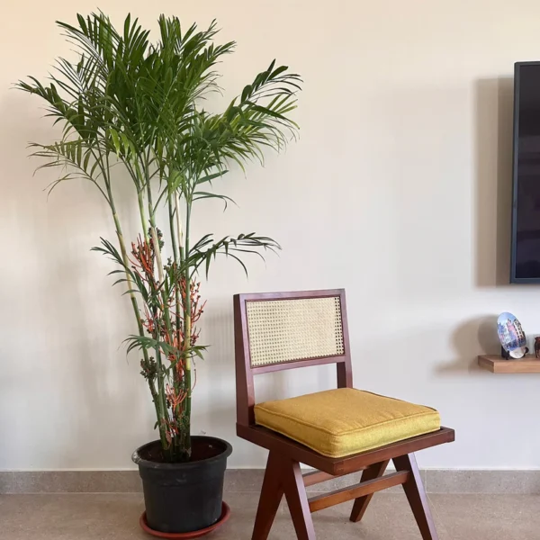 أوراق نبات Bamboo Palm الخضراء أوراق نبات Bamboo Palm الخضراء