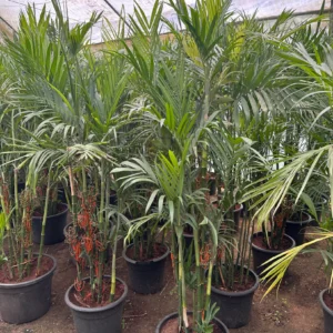 أوراق نبات Bamboo Palm الخضراء