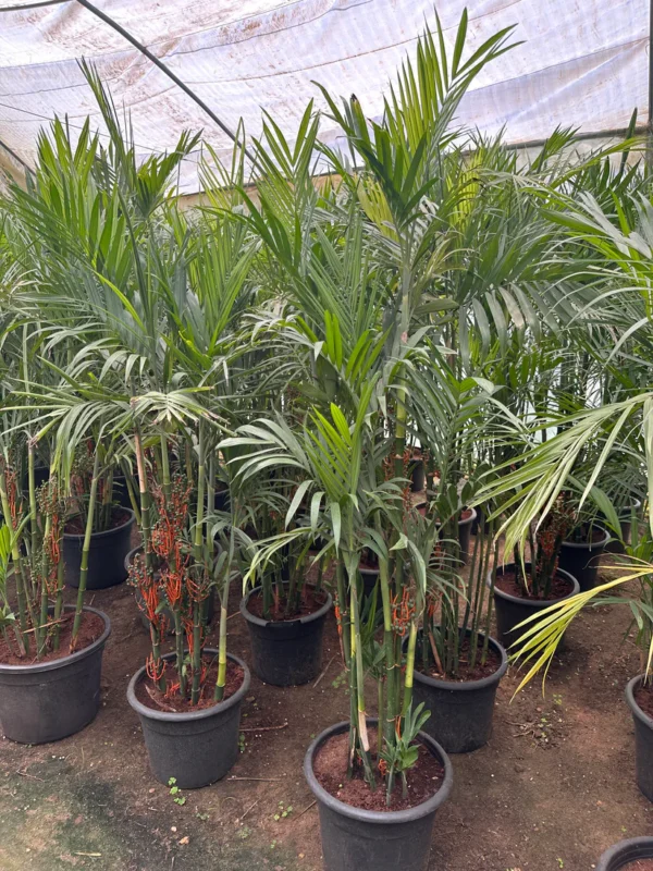أوراق نبات Bamboo Palm الخضراء