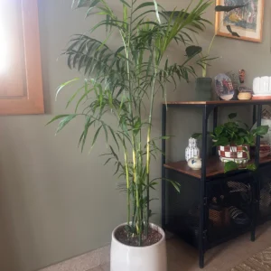 نبات Bamboo Palm في مكتب حديث