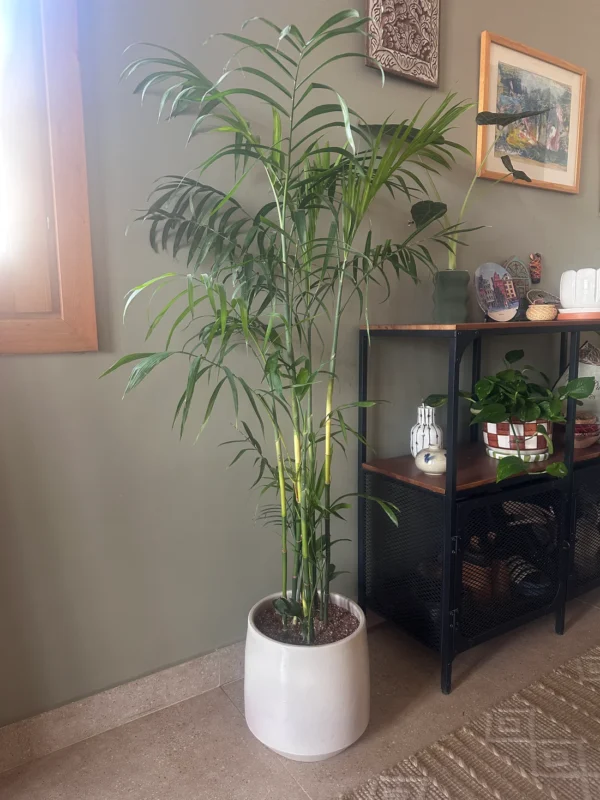 نبات Bamboo Palm في مكتب حديث