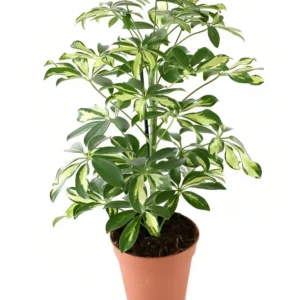 Schefflera (شفلرية)
