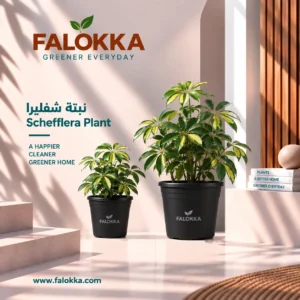 🌿 نبات شفليرا – Schefflera Plant نبات الشفليرا من أجمل النباتات الخضراء المناسبة لتنسيق المساحات الداخلية والخارجية، ويتميز بأوراقه الكثيفة ذات الشكل المميز وتفرعاته الأنيقة التي تضيف لمسة طبيعية وحيوية للمكان. تُزرع الشفليرا بعناية في Falokka، وتصل إليك كنبتة طبيعية جاهزة للتنسيق في المنزل أو المكتب أو البلكونة أو التراس. كما يمكن وضعها بجانب الأثاث أو في المداخل لإضافة لمسة خضراء أنيقة. 🌱 مميزات نبات الشفليرا أوراق خضراء جذابة وشكل ديكوري مميز. مناسبة لتنسيق المنازل والمكاتب. تضيف لمسة طبيعية وأنيقة للمساحات المختلفة. متوفرة بأحجام مختلفة حسب المقاس المطلوب. نبتة طبيعية يتم الاعتناء بها وزراعتها بعناية في Falokka.