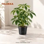🌿 نبات شفليرا طبيعي – Schefflera أضف لمسة من الطبيعة إلى منزلك أو مكتبك مع نبات الشفليرا (Schefflera) من Falokka. يتميز نبات الشفليرا بأوراقه الخضراء اللامعة وشكله الكثيف والأنيق، مما يجعله اختيارًا رائعًا لتنسيق الديكور وإضافة لمسة حيوية للمساحات الداخلية. يُعد نبات الشفليرا من النباتات المحبوبة للمنزل والمكتب، ويمكن وضعه في غرفة المعيشة، غرفة النوم، المكتب أو بالقرب من نافذة توفر إضاءة مناسبة. كما أن شكله المميز يجعله مناسبًا لمحبي النباتات المنزلية ونباتات الزينة. 🌱 مميزات نبات الشفليرا 🌿 أوراق خضراء لامعة وكثيفة. 🏡 مناسب للمنزل والمكتب. 🪴 يأتي في أصيص Falokka أسود مقاس 14 سم. ✨ مناسب لتنسيق الديكور الداخلي. 🌤️ يفضل الإضاءة الساطعة غير المباشرة. 💧 يحتاج إلى ري معتدل. 🌱 اختيار جميل للمبتدئين ومحبي النباتات المنزلية. 🪴 المواصفات نوع النبات: شفليرا – Schefflera الاستخدام: نبات داخلي / للديكور مقاس الأصيص: 14 سم اللون: أخضر الأصيص: أسود 💧 طريقة العناية بنبات الشفليرا ضع الشفليرا في مكان يحصل على إضاءة جيدة وغير مباشرة. يُفضل ري النبات عندما تبدأ الطبقة العلوية من التربة في الجفاف، مع تجنب الإفراط في الري أو ترك الماء متجمعًا حول الجذور. وللحفاظ على مظهره الكثيف، يمكن إزالة الأوراق الجافة وتشذيب النمو الزائد عند الحاجة. 📦 ملاحظات مهمة لأن نبات الشفليرا نبات طبيعي، قد يختلف حجم وشكل الأوراق وكثافة النبات قليلًا من قطعة إلى أخرى. لذلك قد لا تكون النبتة مطابقة للصورة بنسبة 100%، ولكنها ستكون من نفس النوع والمواصفات الأساسية. الصورة توضيحية لشكل المنتج والنبات.