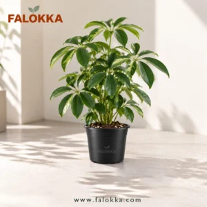 🌿 نبات شفليرا طبيعي – Schefflera أضف لمسة من الطبيعة إلى منزلك أو مكتبك مع نبات الشفليرا (Schefflera) من Falokka. يتميز نبات الشفليرا بأوراقه الخضراء اللامعة وشكله الكثيف والأنيق، مما يجعله اختيارًا رائعًا لتنسيق الديكور وإضافة لمسة حيوية للمساحات الداخلية. يُعد نبات الشفليرا من النباتات المحبوبة للمنزل والمكتب، ويمكن وضعه في غرفة المعيشة، غرفة النوم، المكتب أو بالقرب من نافذة توفر إضاءة مناسبة. كما أن شكله المميز يجعله مناسبًا لمحبي النباتات المنزلية ونباتات الزينة. 🌱 مميزات نبات الشفليرا 🌿 أوراق خضراء لامعة وكثيفة. 🏡 مناسب للمنزل والمكتب. 🪴 يأتي في أصيص Falokka أسود مقاس 14 سم. ✨ مناسب لتنسيق الديكور الداخلي. 🌤️ يفضل الإضاءة الساطعة غير المباشرة. 💧 يحتاج إلى ري معتدل. 🌱 اختيار جميل للمبتدئين ومحبي النباتات المنزلية. 🪴 المواصفات نوع النبات: شفليرا – Schefflera الاستخدام: نبات داخلي / للديكور مقاس الأصيص: 14 سم اللون: أخضر الأصيص: أسود 💧 طريقة العناية بنبات الشفليرا ضع الشفليرا في مكان يحصل على إضاءة جيدة وغير مباشرة. يُفضل ري النبات عندما تبدأ الطبقة العلوية من التربة في الجفاف، مع تجنب الإفراط في الري أو ترك الماء متجمعًا حول الجذور. وللحفاظ على مظهره الكثيف، يمكن إزالة الأوراق الجافة وتشذيب النمو الزائد عند الحاجة. 📦 ملاحظات مهمة لأن نبات الشفليرا نبات طبيعي، قد يختلف حجم وشكل الأوراق وكثافة النبات قليلًا من قطعة إلى أخرى. لذلك قد لا تكون النبتة مطابقة للصورة بنسبة 100%، ولكنها ستكون من نفس النوع والمواصفات الأساسية. الصورة توضيحية لشكل المنتج والنبات.