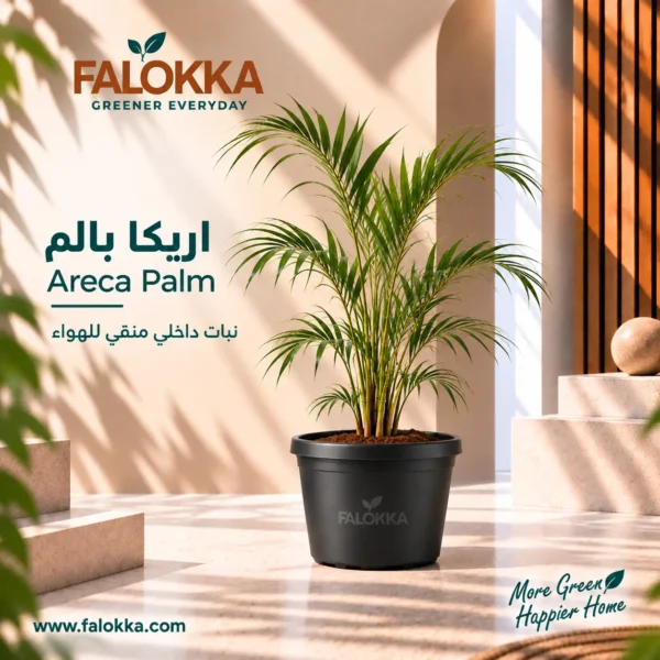 اشتري نبات أريكا بالم من Falokka، نبات داخلي أنيق بأوراق خضراء جذابة، مناسب للمنزل والمكتب ويحب الإضاءة غير المباشرة وسهل العناية.