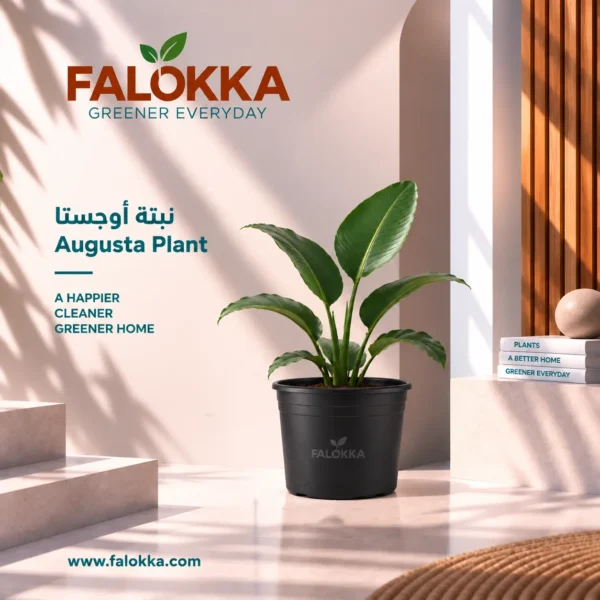 اشتري نبات أوجستا طبيعي من Falokka، يتميز بأوراقه الكبيرة والخضراء ومظهره الاستوائي الفخم، مناسب للمنازل والمكاتب والمداخل والتراسات والحدائق.