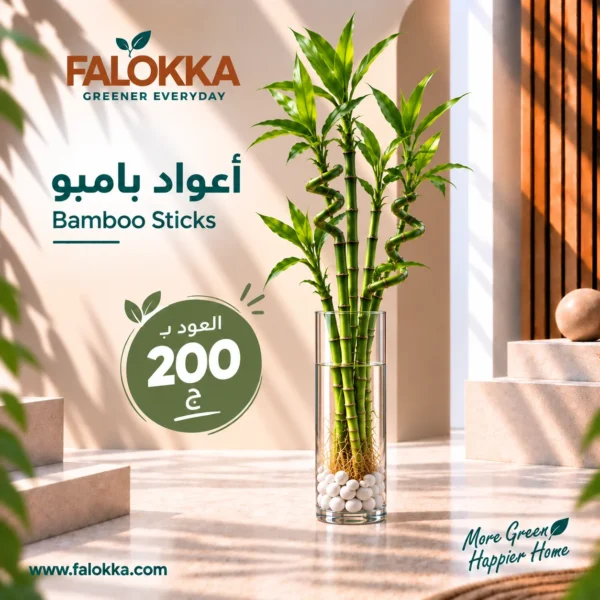 اشتري أعواد بامبو طبيعية من Falokka، خيار أنيق وسهل العناية للمنزل والمكتب، يمكن زراعتها في الماء داخل فازات زجاجية لإضافة لمسة خضراء عصرية.