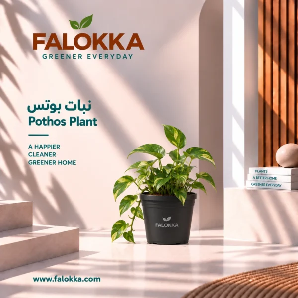 بوتس اشتري نبات بوتس من Falokka، نبات داخلي أنيق وسهل العناية، مناسب للمنزل والمكتب. تعرف على طريقة ري البوتس والإضاءة المناسبة وأفضل طرق العناية به.