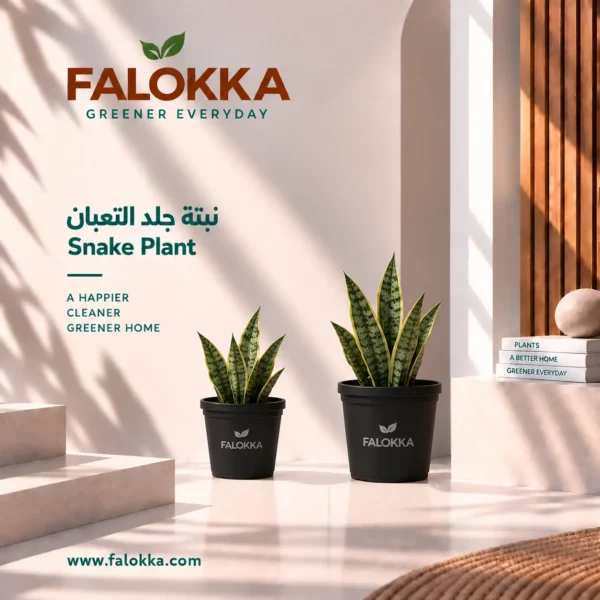 🌿 نبات جلد التعبان – Snake Plant نبات جلد التعبان (Snake Plant) من أشهر النباتات المنزلية وأكثرها تميزًا، ويتميز بأوراقه الطويلة والقوية ذات اللون الأخضر والتخطيط الجذاب. شكله الأنيق يجعله مناسبًا للديكور الداخلي، سواء في غرف المعيشة أو غرف النوم أو المكاتب والمداخل. يتم زراعة جلد التعبان بعناية في Falokka ليصل إليك كنبات طبيعي جاهز للتنسيق، ويمكن وضعه في أصص بأحجام مختلفة ليناسب المساحة والديكور. 🌱 مميزات نبات جلد التعبان أوراق طويلة وقوية بمظهر أنيق. مناسب للمنازل والمكاتب. سهل التنسيق مع أنماط الديكور المختلفة. مناسب للمساحات الصغيرة والكبيرة. نبتة طبيعية يتم زراعتها والعناية بها في Falokka. ☀️ الإضاءة يفضل ضوءًا ساطعًا غير مباشر، لكنه يستطيع التأقلم مع الإضاءة المتوسطة والمنخفضة. يُفضل تجنب أشعة الشمس المباشرة القوية لفترات طويلة. 💧 طريقة الري اترك التربة تجف جيدًا بين مرات الري. عادةً يحتاج إلى الري كل 2–3 أسابيع تقريبًا، حسب درجة الحرارة والإضاءة. في الشتاء تقل احتياجاته للمياه. تجنب الإفراط في الري أو ترك المياه متجمعة داخل الأصيص. 🏡 مناسب لـ غرف المعيشة، غرف النوم، المكاتب، المداخل، البلكونات والتراسات.