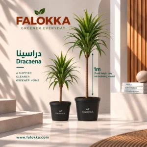 🌿 نبات دارسينيا – Dracaena Plant نبات الدارسينيا من النباتات الداخلية الأنيقة والمميزة، ويتميز بأوراقه الطويلة وشكله العصري الذي يضيف لمسة خضراء راقية للمكان. مناسب جدًا للديكور المنزلي والمكاتب والمداخل، خصوصًا في المساحات التي تحتاج لنبتة أنيقة بدون حجم أوراق كثيف. تُزرع الدارسينيا بعناية في Falokka وتصل إليك كنبتة طبيعية جاهزة للتنسيق داخل المنزل أو المكتب.