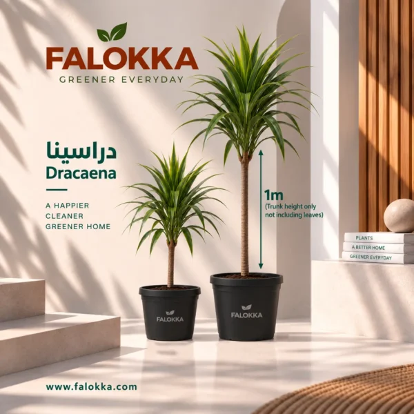 دراسينيا 🌿 نبات دارسينيا – Dracaena Plant نبات الدارسينيا من النباتات الداخلية الأنيقة والمميزة، ويتميز بأوراقه الطويلة وشكله العصري الذي يضيف لمسة خضراء راقية للمكان. مناسب جدًا للديكور المنزلي والمكاتب والمداخل، خصوصًا في المساحات التي تحتاج لنبتة أنيقة بدون حجم أوراق كثيف. تُزرع الدارسينيا بعناية في Falokka وتصل إليك كنبتة طبيعية جاهزة للتنسيق داخل المنزل أو المكتب.