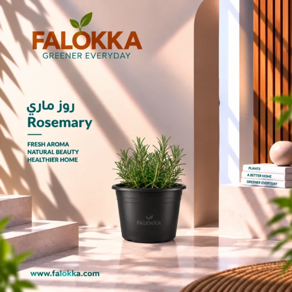 اشتري نبات روزماري طبيعي من Falokka، المعروف برائحته العطرية وأوراقه المميزة، مناسب للحدائق والشرفات والأصص، ويحب الشمس وسهل العناية.