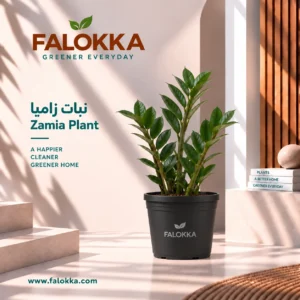 اشتري نبات الزاميا طبيعي من Falokka، نبات داخلي أنيق وسهل العناية، يتحمل الإضاءة المتوسطة ولا يحتاج إلى ري متكرر، مناسب للمنزل والمكتب.