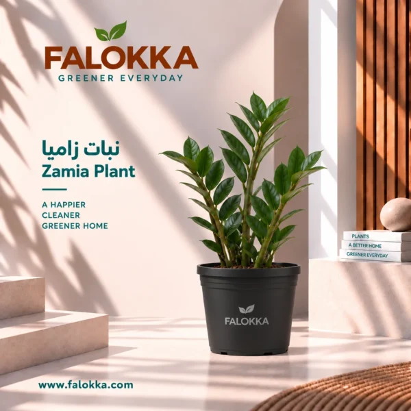 زاميا اشتري نبات الزاميا طبيعي من Falokka، نبات داخلي أنيق وسهل العناية، يتحمل الإضاءة المتوسطة ولا يحتاج إلى ري متكرر، مناسب للمنزل والمكتب.