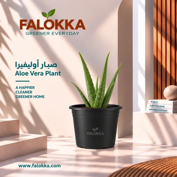 اشتري صبار أوليفرا طبيعي من Falokka، نبات عصاري أنيق وسهل العناية ولا يحتاج إلى ري متكرر، مناسب للمنزل والمكتب والشرفات والحدائق.