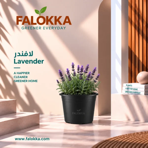 اشتري نبات لافندر طبيعي من Falokka، يتميز بأزهاره البنفسجية ورائحته العطرية الجميلة، ومناسب للحدائق والشرفات والتراسات والأماكن المشمسة.