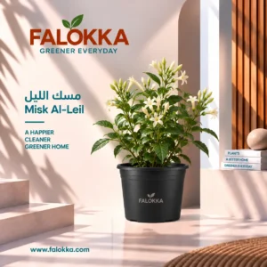 اشتري نبات مسك الليل الطبيعي من Falokka، يتميز برائحته العطرية القوية التي تنتشر خاصة في المساء والليل، ومناسب للحدائق والشرفات والتراسات ومداخل المنازل.