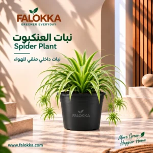 اشتري نبات العنكبوت من Falokka، نبات داخلي أنيق وسهل العناية بأوراقه الخضراء المخططة، مناسب للمنزل والمكتب ويحب الإضاءة غير المباشرة.