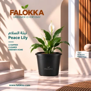 🌿 نبتة السلام – Peace Lily نبتة السلام من النباتات الداخلية الجميلة والمميزة، تتميز بأوراقها الخضراء اللامعة وأزهارها البيضاء الأنيقة. مناسبة جدًا لتزيين غرف المعيشة، غرف النوم، المكاتب والمداخل، وتضيف لمسة طبيعية وهادئة للمكان. 🌱 مميزات نبتة السلام 🌿 شكل أنيق ومناسب للديكور الداخلي. 🤍 تتميز بأزهار بيضاء جميلة. 🏠 مناسبة للمنزل والمكتب وغرف المعيشة. 💧 تحب الرطوبة ويمكن أن تنمو بشكل جيد في الأجواء الداخلية المناسبة. 🌬️ تساعد في تحسين جودة الهواء داخل المكان كجزء من وجود النباتات المنزلية. 🌱 مناسبة للمبتدئين نسبيًا وسهلة العناية عند توفير الإضاءة والري المناسبين. ☀️ الشمس والإضاءة تفضل الإضاءة الساطعة غير المباشرة، ويمكنها تحمل الإضاءة المتوسطة والمنخفضة، لكن قلة الضوء قد تقلل من ظهور الأزهار. يفضل إبعادها عن أشعة الشمس المباشرة القوية، خصوصًا في الصيف، لأنها قد تسبب احتراق أو اصفرار الأوراق. 💧 طريقة ري نبتة السلام اسقيها عندما يبدأ سطح التربة في الجفاف. عادةً تحتاج إلى الري بشكل أكثر انتظامًا من بعض النباتات الداخلية، لكن تجنب زيادة المياه. اسقي التربة جيدًا حتى تصل المياه إلى أسفل الأصيص، مع ضرورة وجود فتحات تصريف. لا تتركي المياه متجمعة أسفل الأصيص. في الشتاء تقل احتياجاتها للمياه مقارنة بالصيف. إذا بدأت الأوراق في التهدل فقد تكون علامة على احتياجها للماء، لكن لا تعتمدي على ذلك وحده؛ الأفضل فحص رطوبة التربة.
