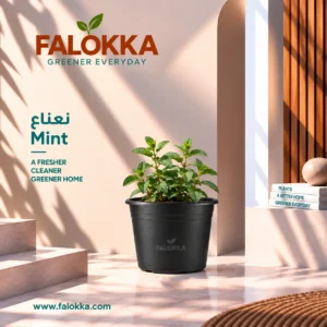 نعناع – Mint