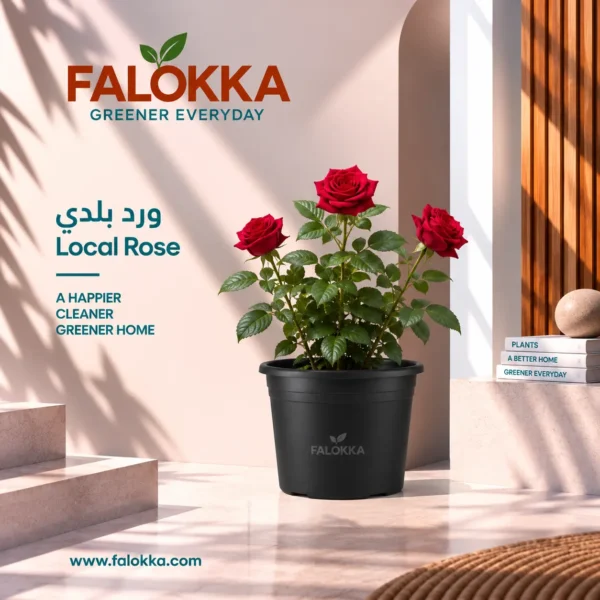 ورد بلدي الورد البلدي من أجمل النباتات المزهرة التي تضيف لمسة طبيعية ورائحة جميلة للمكان، ويتميز بأزهاره الملونة وأوراقه الخضراء وشكله الجذاب. مناسب للحدائق والبلكونات والتراسات، ويمكن زراعته في الأصص والاستمتاع بزهوره في المنزل.