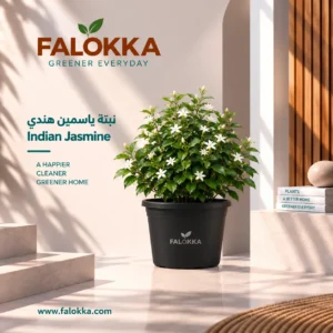 اشتري نبات ياسمين هندي طبيعي من Falokka، يتميز بأزهاره الجميلة ورائحته العطرية، ومناسب لتزيين الحدائق والشرفات والتراسات ومداخل المنازل.