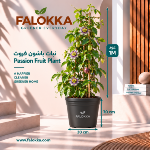 نبات الباشون فروت – شجرة فاكهة الباشن | FALOKKA أضف لمسة استوائية مميزة إلى حديقتك مع نبات الباشون فروت (Passion Fruit Plant) من فلوكا (FALOKKA). يتميز هذا النبات المتسلق بأوراقه الخضراء الجذابة وأزهاره الاستوائية المميزة، ويمكنه إنتاج ثمار الباشن فروت المعروفة بنكهتها المميزة عند توافر ظروف النمو المناسبة. يُعد نبات الباشون فروت خيارًا رائعًا للحدائق المنزلية والتراسات والمساحات الخارجية، خاصةً عند توفير دعامة مناسبة لتسلق السيقان ونموها. اجعل مساحتك أكثر خضرة وحيوية مع نبات فاكهة استوائي يجمع بين جمال الأوراق والأزهار وإمكانية الاستمتاع بالثمار. كيفية العناية بنبات الباشون فروت الإضاءة: يحتاج النبات إلى ضوء الشمس المباشر لعدة ساعات يوميًا لدعم النمو والإثمار. الري: اسقِ النبات بانتظام مع الحفاظ على رطوبة التربة دون إغراقها بالماء. التربة: استخدم تربة زراعية جيدة التصريف وغنية بالمواد العضوية. الدعامة: وفّر تعريشة أو عمودًا مناسبًا لتسلق السيقان وتوجيه نمو النبات. التسميد: استخدم سمادًا مناسبًا للنباتات المثمرة وفقًا لتعليمات المنتج ومرحلة نمو النبات. الإثمار: يعتمد إنتاج الثمار على نوع النبات وعمره وظروف النمو والتلقيح والمناخ. FALOKKA – Greener Everyday | حياة أكثر خضرة كل يوم.