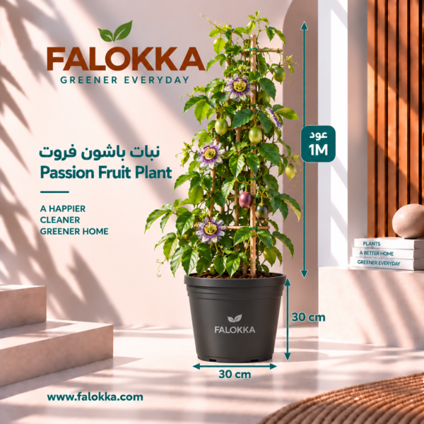 نبات الباشون فروت – شجرة فاكهة الباشن | FALOKKA أضف لمسة استوائية مميزة إلى حديقتك مع نبات الباشون فروت (Passion Fruit Plant) من فلوكا (FALOKKA). يتميز هذا النبات المتسلق بأوراقه الخضراء الجذابة وأزهاره الاستوائية المميزة، ويمكنه إنتاج ثمار الباشن فروت المعروفة بنكهتها المميزة عند توافر ظروف النمو المناسبة. يُعد نبات الباشون فروت خيارًا رائعًا للحدائق المنزلية والتراسات والمساحات الخارجية، خاصةً عند توفير دعامة مناسبة لتسلق السيقان ونموها. اجعل مساحتك أكثر خضرة وحيوية مع نبات فاكهة استوائي يجمع بين جمال الأوراق والأزهار وإمكانية الاستمتاع بالثمار. كيفية العناية بنبات الباشون فروت الإضاءة: يحتاج النبات إلى ضوء الشمس المباشر لعدة ساعات يوميًا لدعم النمو والإثمار. الري: اسقِ النبات بانتظام مع الحفاظ على رطوبة التربة دون إغراقها بالماء. التربة: استخدم تربة زراعية جيدة التصريف وغنية بالمواد العضوية. الدعامة: وفّر تعريشة أو عمودًا مناسبًا لتسلق السيقان وتوجيه نمو النبات. التسميد: استخدم سمادًا مناسبًا للنباتات المثمرة وفقًا لتعليمات المنتج ومرحلة نمو النبات. الإثمار: يعتمد إنتاج الثمار على نوع النبات وعمره وظروف النمو والتلقيح والمناخ. FALOKKA – Greener Everyday | حياة أكثر خضرة كل يوم.