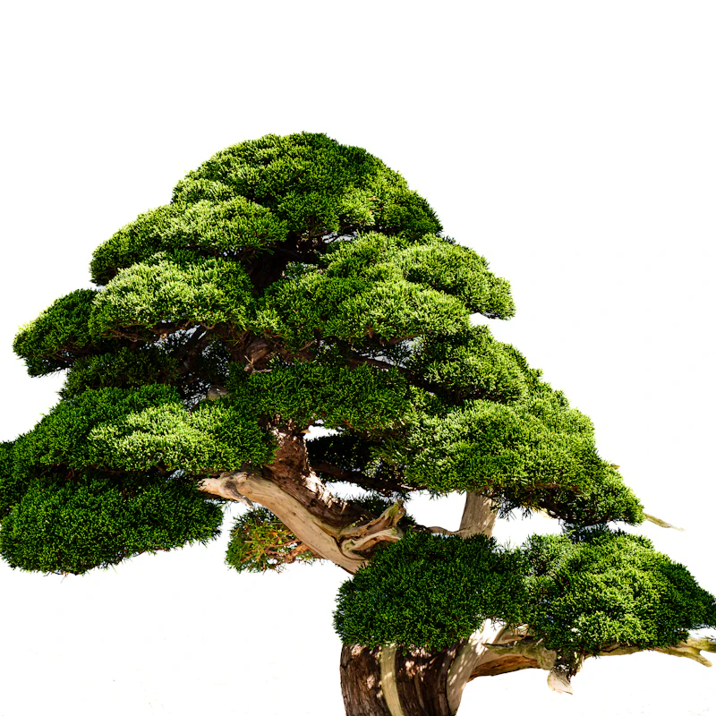 بونساي