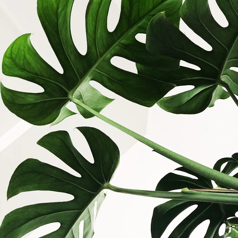 مونستيرا